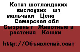 Котят шотландских вислоухих 2 шт мальчики › Цена ­ 300 - Самарская обл., Сызрань г. Животные и растения » Кошки   